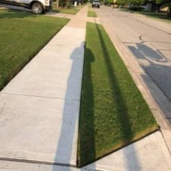 🪓🌲Tree Service 🌲🪓Lawn Service 🍂🍃Clean Ups🍃🍂Landscaping (Austin and surrounding cities) picture