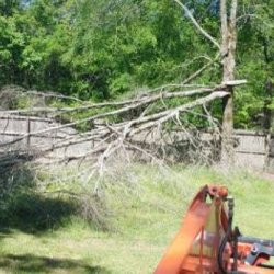 Tree removal landscaping -Bush hogging -land clearing services (Memphis) picture